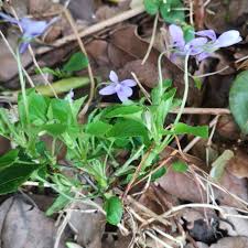 Attēlu rezultāti vaicājumam “Viola reichenbachiana”