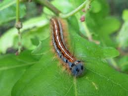 Attēlu rezultāti vaicājumam “Malacosoma neustria larva”