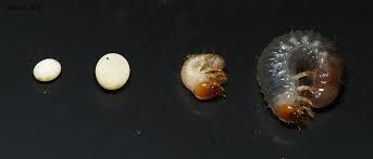 Attēlu rezultāti vaicājumam “Oryctes nasicornis larva”