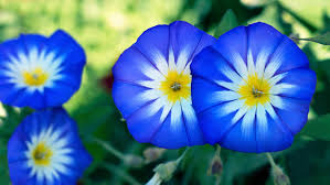 Image result for Convolvulus tricolor