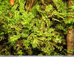 Attēlu rezultāti vaicājumam “Chiloscyphus pallescens”