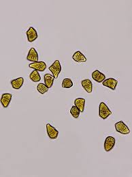 Attēlu rezultāti vaicājumam “Tritomaria exsectiformis”