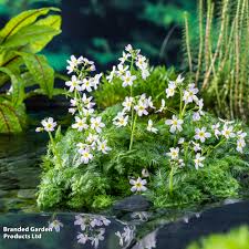 Attēlu rezultāti vaicājumam “Hottonia palustris”