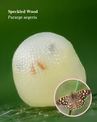 Attēlu rezultāti vaicājumam “Pararge aegeria underside”