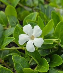 Attēlu rezultāti vaicājumam “Vinca minor flower”