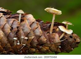 Attēlu rezultāti vaicājumam “Strobilurus esculentus”