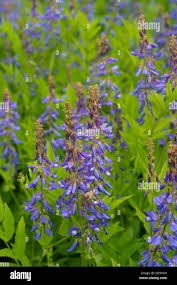 Attēlu rezultāti vaicājumam “Galega orientalis flower”