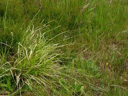 Attēlu rezultāti vaicājumam “Carex pilulifera”