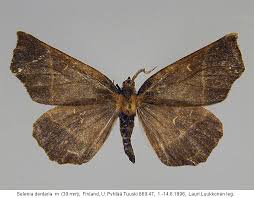 Attēlu rezultāti vaicājumam “Selenia dentaria imago”