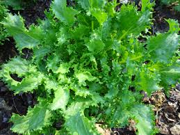 Image result for Endivie