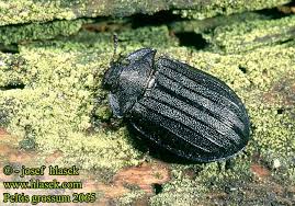 Attēlu rezultāti vaicājumam “Peltis grossa”