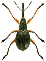 Attēlu rezultāti vaicājumam “Protapion sp.”