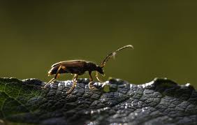 Attēlu rezultāti vaicājumam “Denticollis linearis”