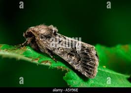 Attēlu rezultāti vaicājumam “Thalpophila matura”