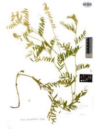 Attēlu rezultāti vaicājumam “Vicia tenuifolia”