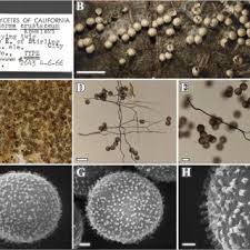 Attēlu rezultāti vaicājumam “Diderma ochraceum sessile”