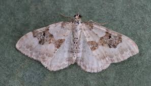 Attēlu rezultāti vaicājumam “Xanthorhoe montanata”