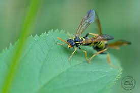 Attēlu rezultāti vaicājumam “Tenthredo scrophulariae”
