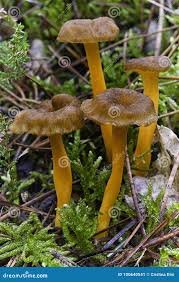 Attēlu rezultāti vaicājumam “Cantharellus lutescens”