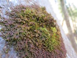 Attēlu rezultāti vaicājumam “Frullania dilatata”