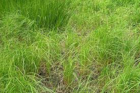 Attēlu rezultāti vaicājumam “Carex atherodes”