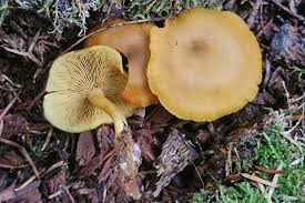 Attēlu rezultāti vaicājumam “Tricholomopsis decora”