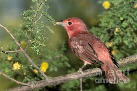 Image result for Piranga rubra