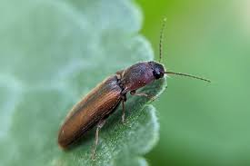 Attēlu rezultāti vaicājumam “Dalopius marginatus”