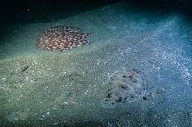 Image result for Paralichthys albigutta