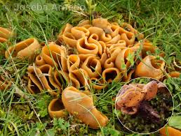 Attēlu rezultāti vaicājumam “Sowerbyella radiculata”