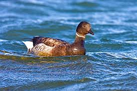 Attēlu rezultāti vaicājumam “Branta bernicla adult”