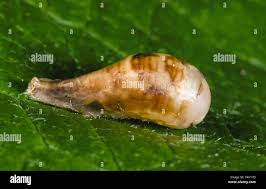 Attēlu rezultāti vaicājumam “Aleurochiton aceris nymph”