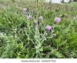 Attēlu rezultāti vaicājumam “Cirsium x rigens leaf”