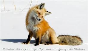 Attēlu rezultāti vaicājumam “Vulpes vulpes”