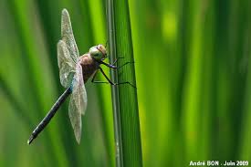 Attēlu rezultāti vaicājumam “Anax parthenope”