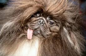 Image result for ugliest dog