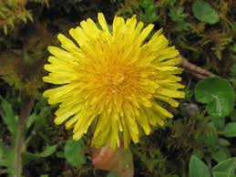 Attēlu rezultāti vaicājumam “Taraxacum suecicum”