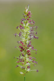 Attēlu rezultāti vaicājumam “Cynosurus cristatus flower”