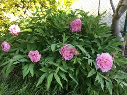 Attēlu rezultāti vaicājumam “Paeoniaceae”