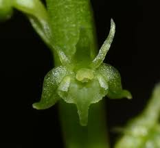 Attēlu rezultāti vaicājumam “Malaxis monophyllos flower”