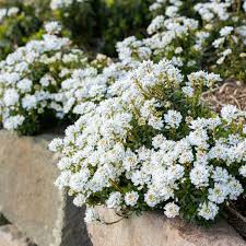 Image result for Schleifenblume