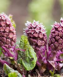 Attēlu rezultāti vaicājumam “Petasites spurius flower”