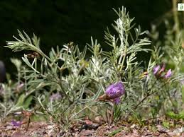 Attēlu rezultāti vaicājumam “Astragalus arenarius flower”