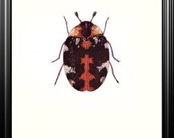 Attēlu rezultāti vaicājumam “Anthrenus scrophulariae”