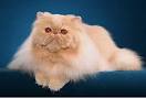 Persian cat breeding