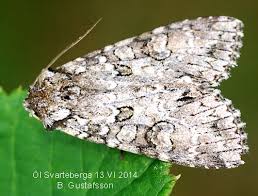 Attēlu rezultāti vaicājumam “Polia nebulosa”