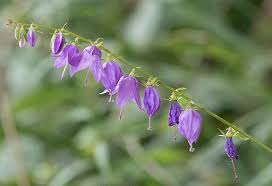 Image result for Campanula spicata