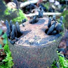 Attēlu rezultāti vaicājumam “Xylaria”