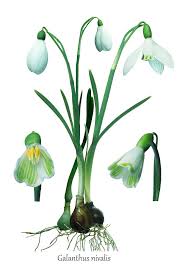 Attēlu rezultāti vaicājumam “Galanthus nivalis fruit”