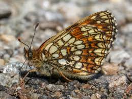 Attēlu rezultāti vaicājumam “Melitaea diamina upperside”